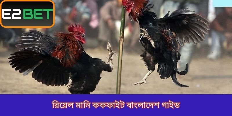 real money cockfight